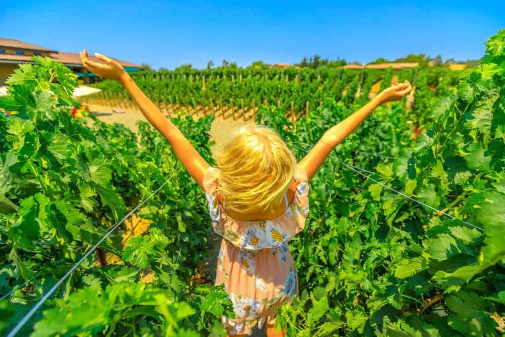 Winery Tours